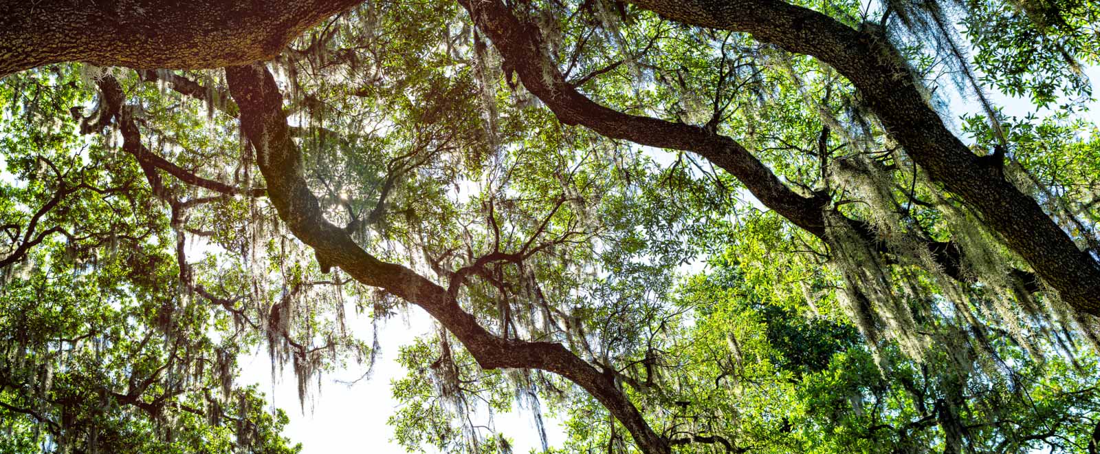 View looking up at tree branches