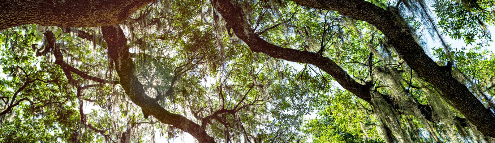 View looking up at tree branches